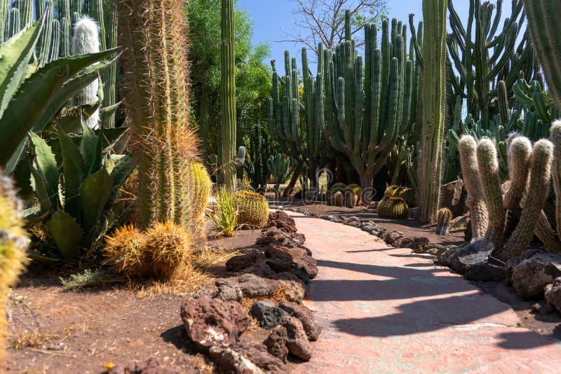 Turbulencia Autocomplacencia hipocresía Cactus Tropicales Y Jardín De Agava En Gran Canaria, España Imagen de  archivo - Imagen de mexicano, flor: 164113961