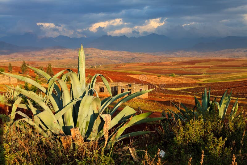 Cactus in a Valley lit by the evening sun