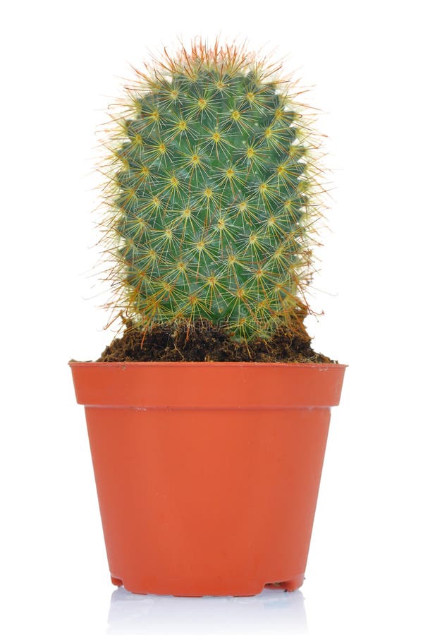 Cactus Verde Conservato in Vaso Immagine