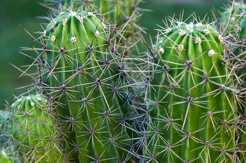 Cactus Con Espinas Muy Largas Ha Pasado Por Tiempos Difíciles Fotos,  retratos, imágenes y fotografía de archivo libres de derecho. Image  123000770