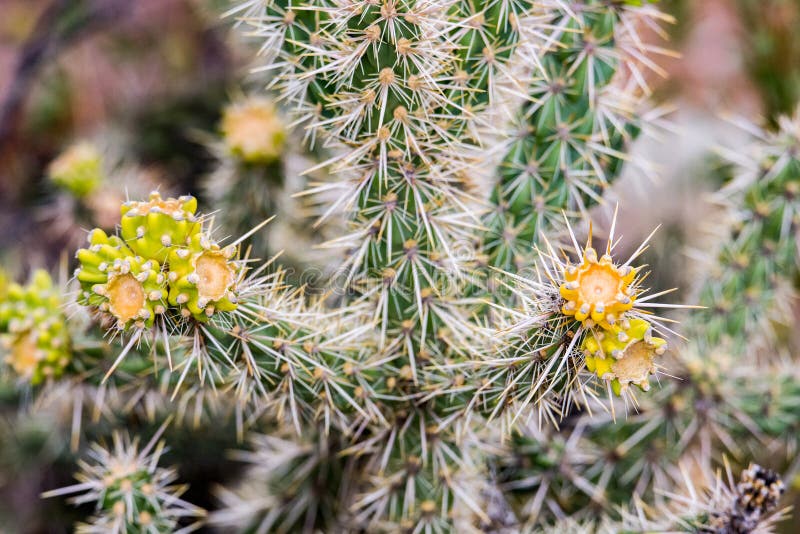 Cactus vert avec les astuces jaunes photographie stock Cactus vert avec les astuces jaunes photographie stock