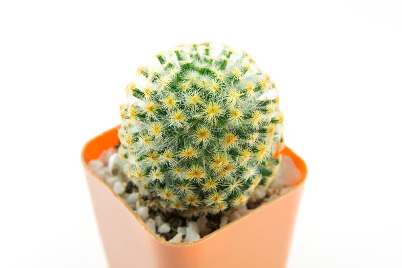 Cactus White Background