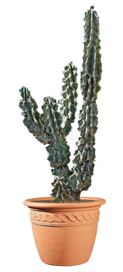 Cactus on white background