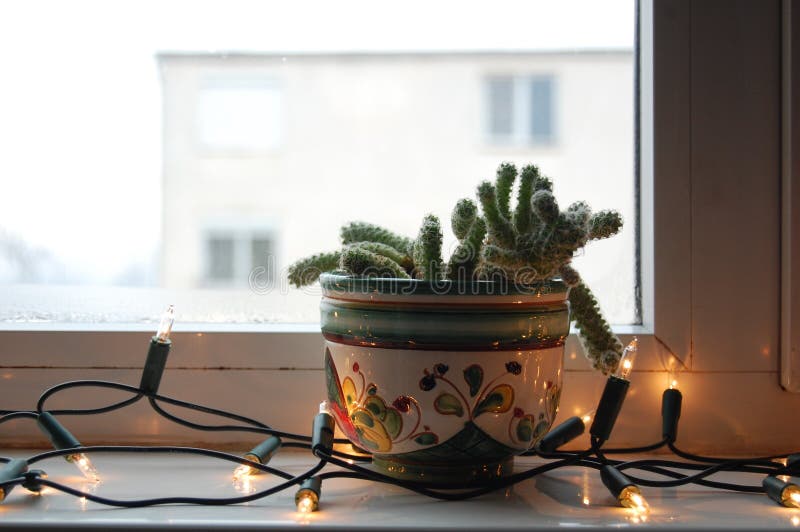 Cactus in the Window with Christmas Lights Stock Photo Image of