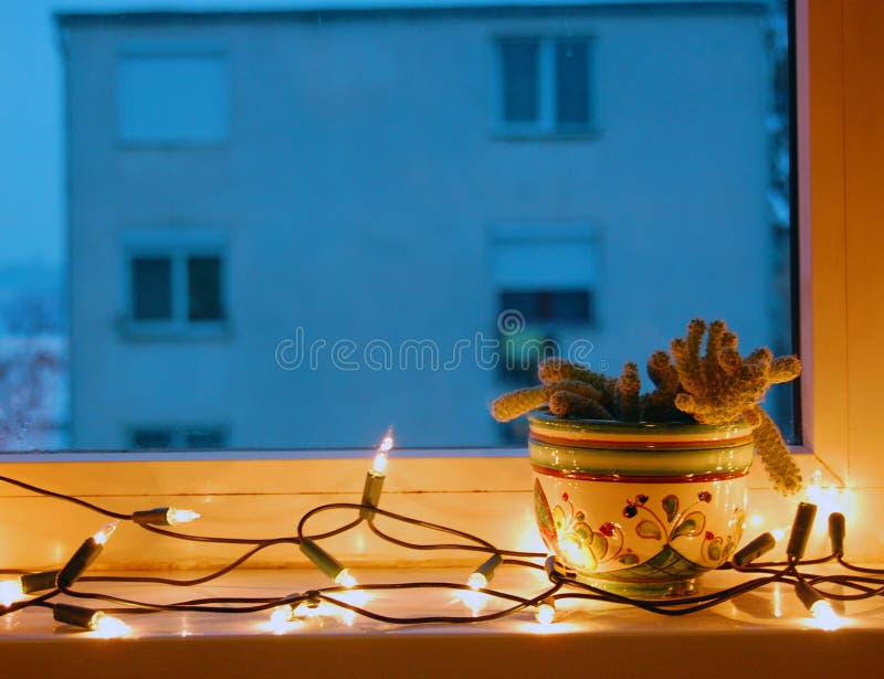 Cactus in the Window with Christmas Lights Stock Photo Image of green