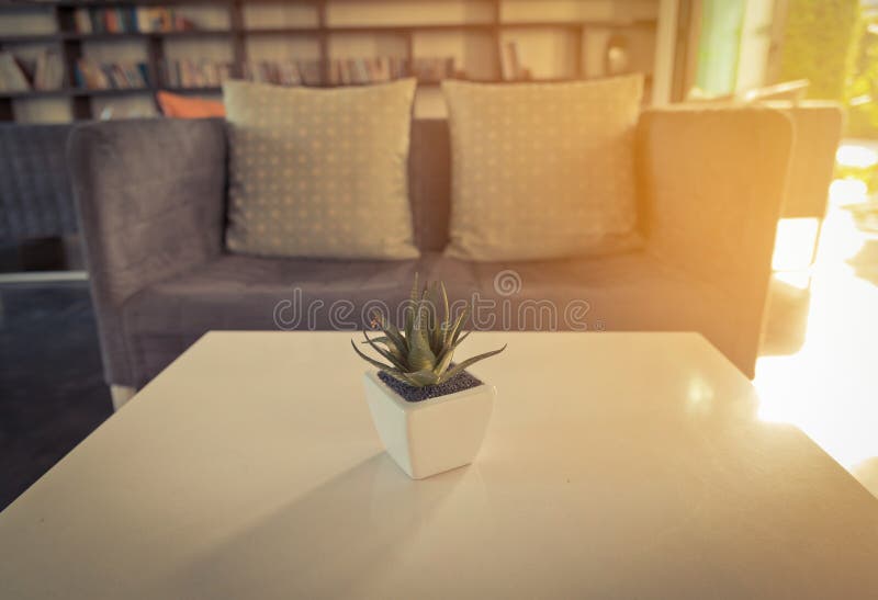 Cactus on wooden table in modern living room.