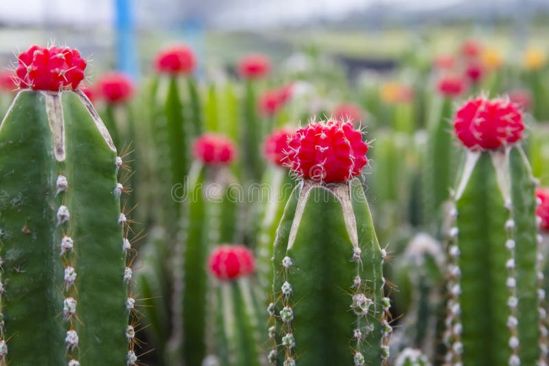 Cactus y flores hermosos foto de archivo. Imagen de floral - 98027056