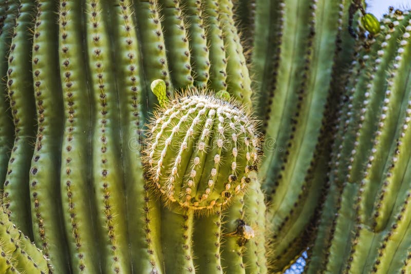 Cactus à flamme dorée