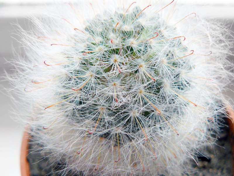 Cactus épineux et velu image stock Cactus épineux et velu image stock