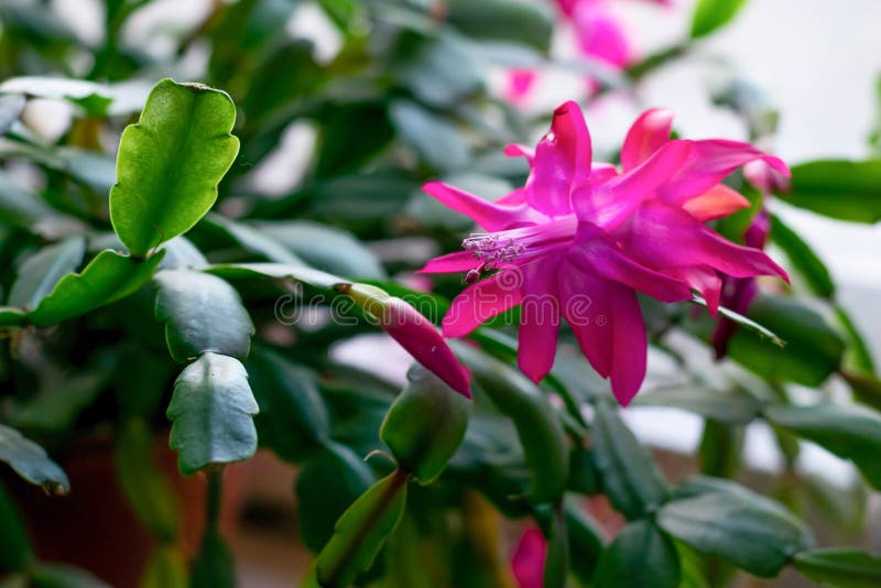 Cactuses known as schlumbergera, blooming succulents for home  and offices