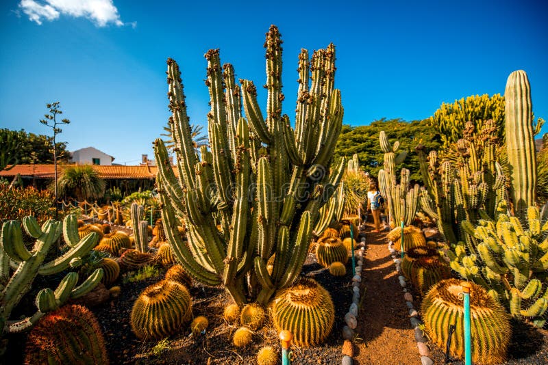 Cactustuin Op Het Eiland Van Gran Canaria Stock Afbeelding Image of
