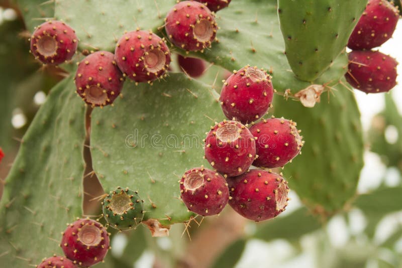 Cactusvruchten stock afbeelding. Image of peer, rood 32363077