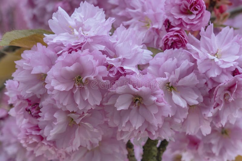Cada Flor Rosa De La Flor Del Cerezo Japonés O Del Prunus Serrulata Es Una  Obra De Arte En Sí Misma Foto de archivo - Imagen de fresco, pétalo:  227566426