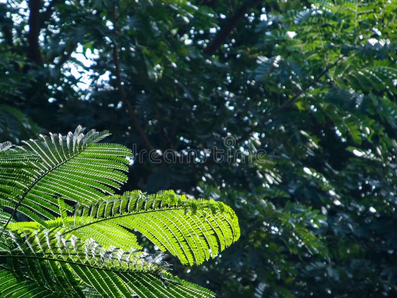 Cada folha tem um grande significado imagem de stock royalty free