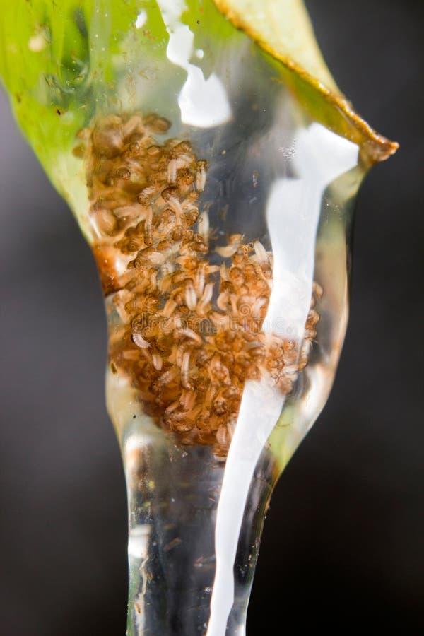 Caddisflies larvae stock images Caddisflies larvae stock images