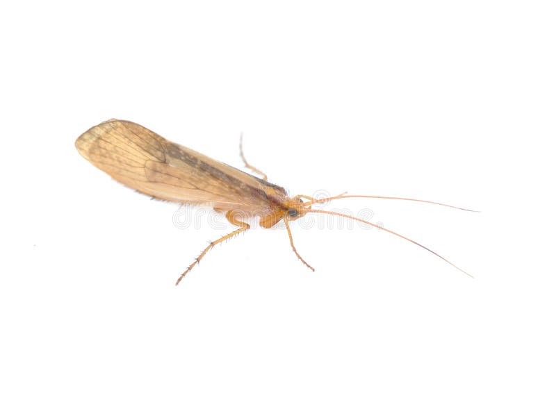 Caddisfly stock image. Image of animal, caddisfly, isolated 60622401