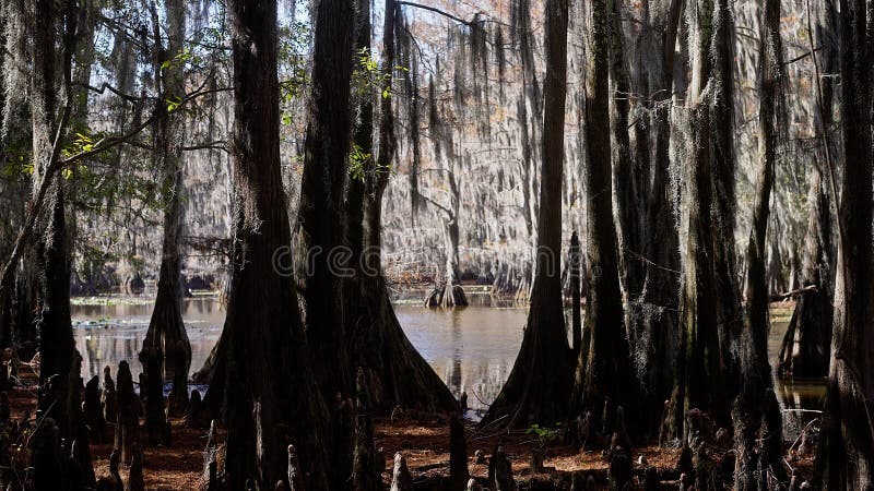 caddo-lake-with-its-spooky-trees-in-the-swamps-of-texas-stock-photo