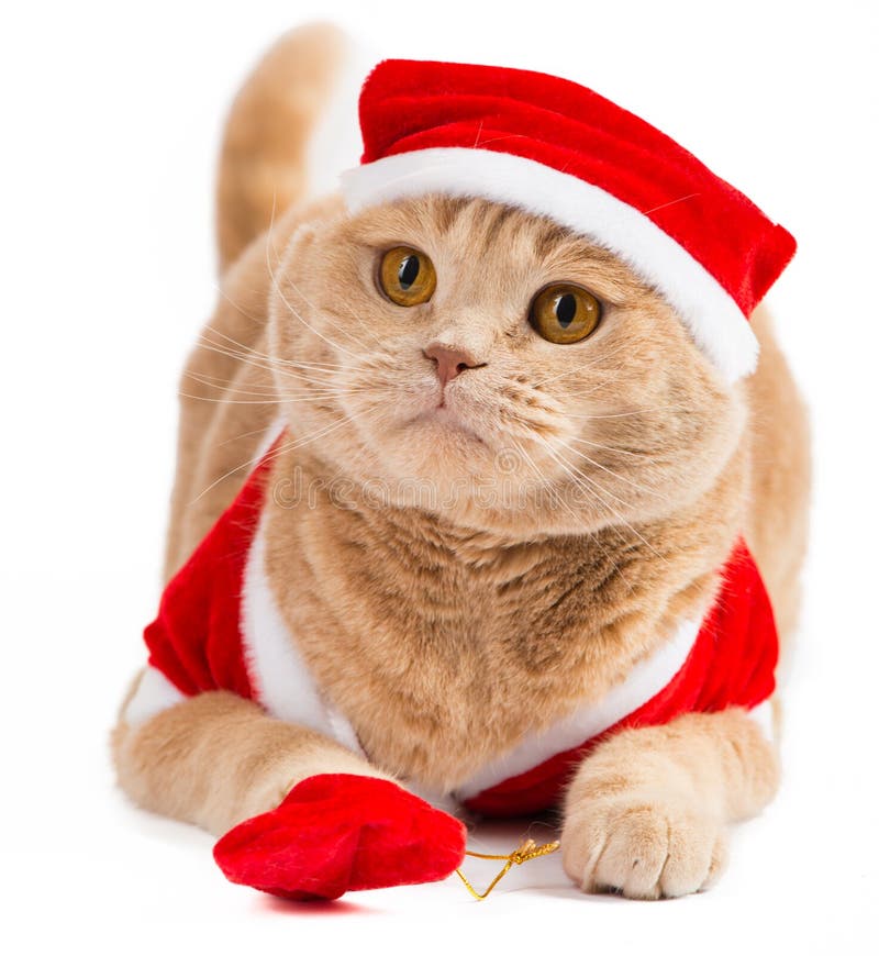 Cadeaux de transport de chat de Santa de Noël dans le sac photos libres de droits Cadeaux de transport de chat de Santa de Noël dans le sac photos libres de droits