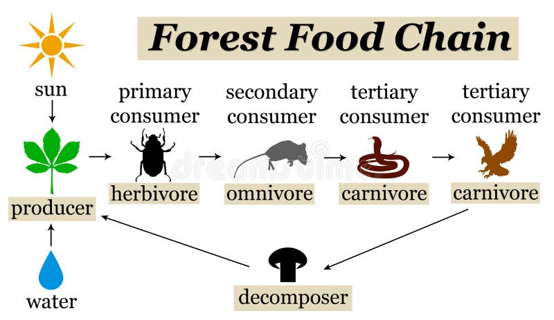 Diagrama Do Conceito Da Cadeia Alimentar Ilustra o Do Vetor tundra-food-chain-examples-and-diagram-science-facts-learn-it-all