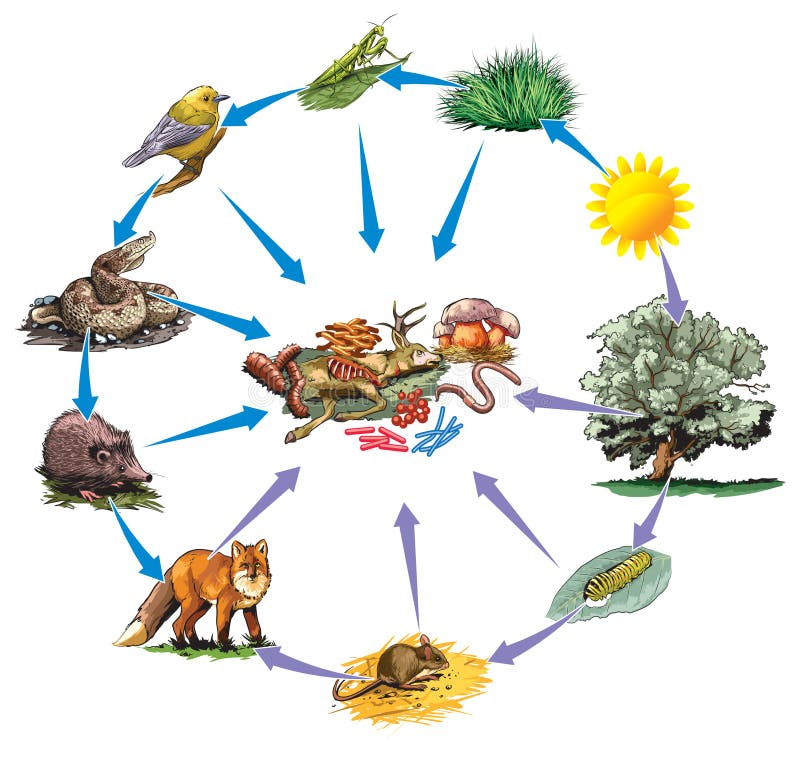 Cadena alimentaria ilustración del vector. Ilustración de biosfera -  51124067
