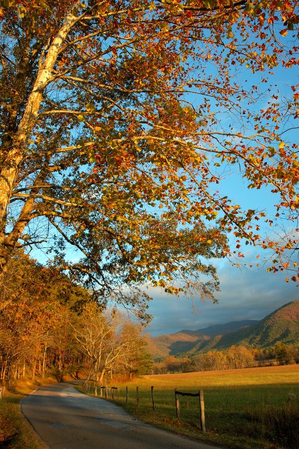 Cades Cove Road. stock photo. Image of trees, park, outdoors 3614710