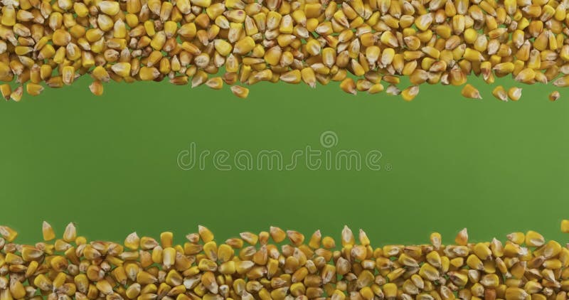 Cadre de deux lignées de grains de maïs. deux rangées de graines isolées sur un écran vert. glissière. avec espace pour le texte d banque de vidéos