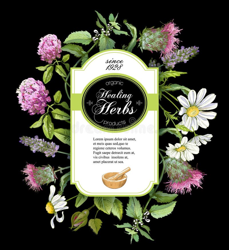 Cadre de fines herbes de vecteur illustration stock Cadre de fines herbes de vecteur illustration stock