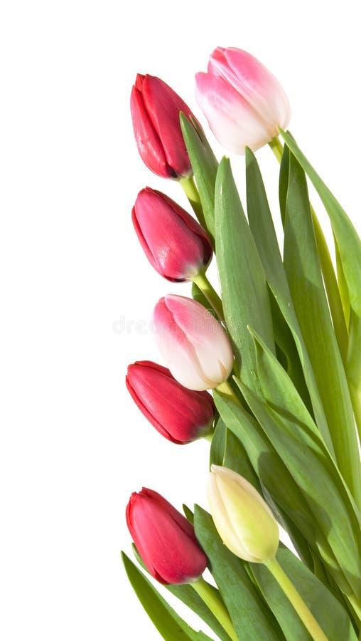 Cadre des tulipes roses, blanches et rouges