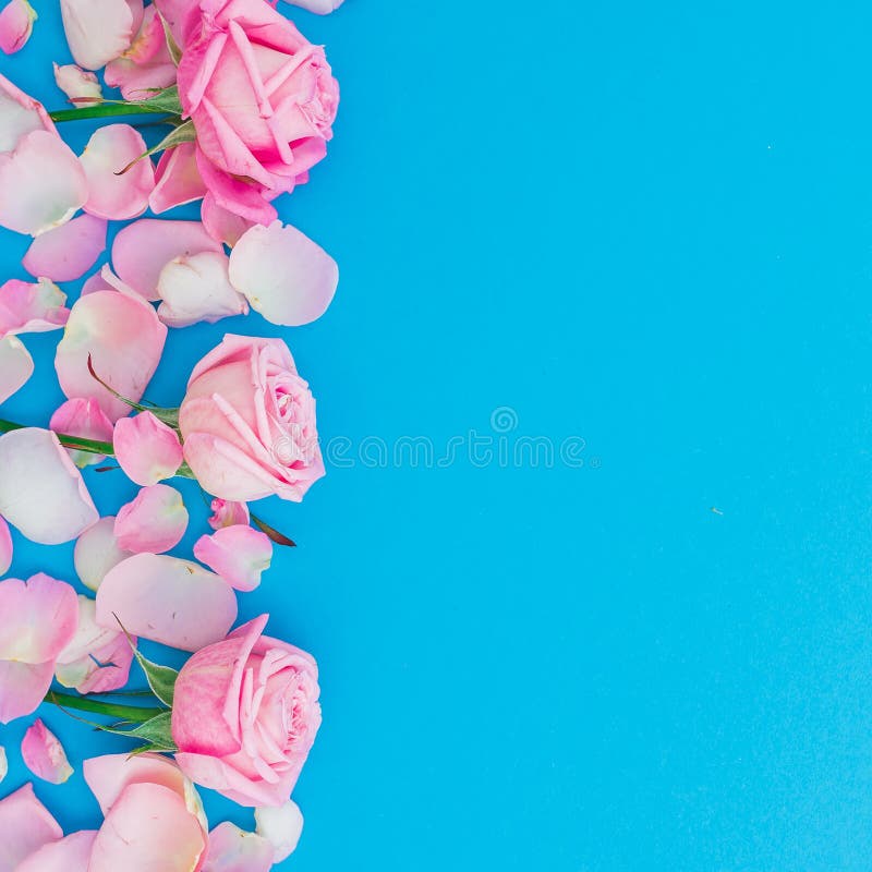 Cadre floral des bourgeons et des pétales de roses sur le fond bleu Configuration plate, vue supérieure Texture rose de fleurs de photographie stock Cadre floral des bourgeons et des pétales de roses sur le fond bleu Configuration plate, vue supérieure Texture rose de fleurs de photographie stock