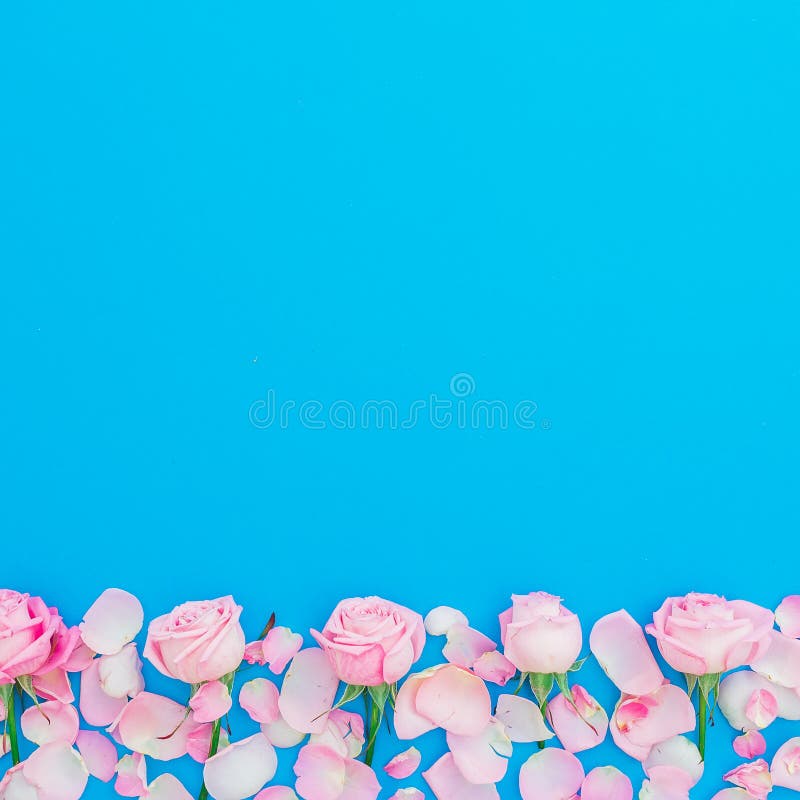 Cadre floral des roses et des pétales roses sur le fond bleu Configuration plate, vue supérieure Vacances de jour de femme photos stock Cadre floral des roses et des pétales roses sur le fond bleu Configuration plate, vue supérieure Vacances de jour de femme photos stock