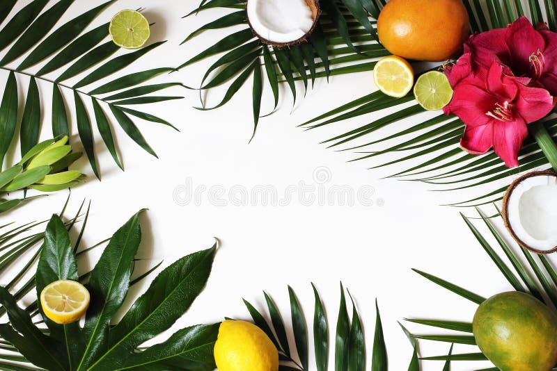 Cadre floral et exotique tropical de fruit, bannière de Web Fleurs de noix de coco, de citrons, de mangue et d'amaryllis sur le p photos stock