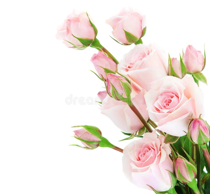 Cadre frais de roses image stock