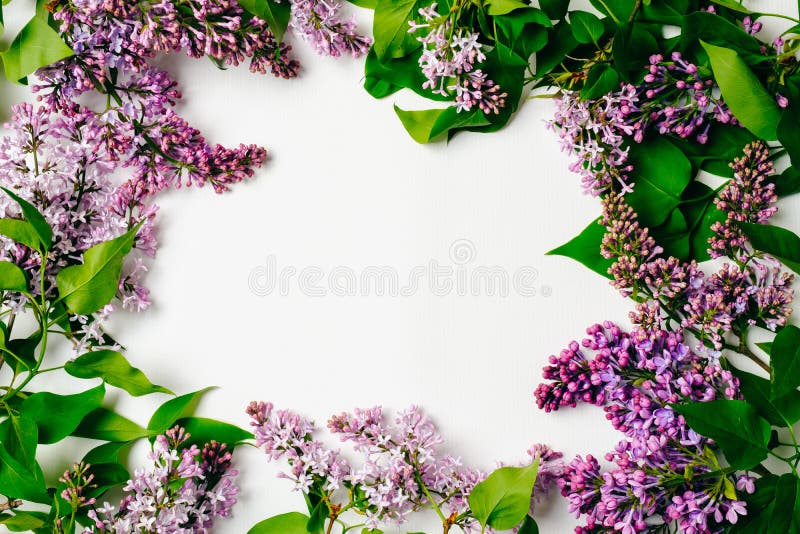 Cadre lilas pourpre de fleurs sur le fond blanc Composition florale ?tendue par appartement, vue sup?rieure, au-dessus Fond de re images libres de droits Cadre lilas pourpre de fleurs sur le fond blanc Composition florale ?tendue par appartement, vue sup?rieure, au-dessus Fond de re images libres de droits