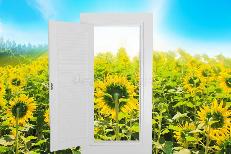 Cadre ouvert blanc de fenêtre avec le fond de ferme de tournesol images libres de droits Cadre ouvert blanc de fenêtre avec le fond de ferme de tournesol images libres de droits