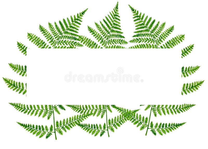Cadre rectangulaire de feuilles d'aquarelle Modèle de plantes forestières dessinées à la main avec espace de texte pour l'invitat illustration de vecteur Cadre rectangulaire de feuilles d'aquarelle Modèle de plantes forestières dessinées à la main avec espace de texte pour l'invitat illustration de vecteur