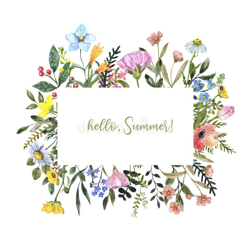 Cadru floarea sălbatică cu acuarelă pe fond alb. flori frumoase pe pajiștile de vară, borduri botanice, pentru invitații la cărți vector illustration