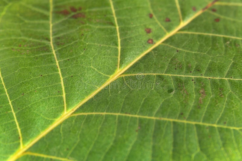 Cadru lateral pentru textura frunzișului natural macroabstract verde royalty free stock image
