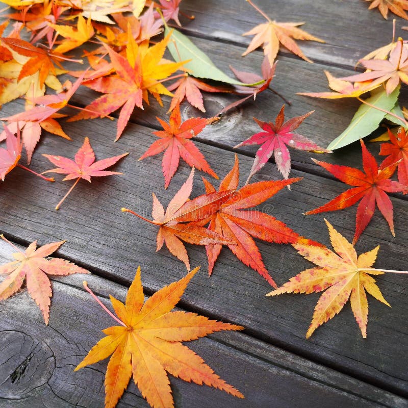 Caduta delle foglie di acero autunnale fotografia stock libera da diritti Caduta delle foglie di acero autunnale fotografia stock libera da diritti