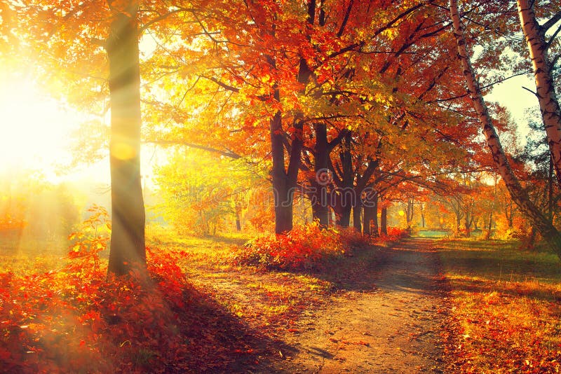 Caduta Parco di autunno immagini stock libere da diritti