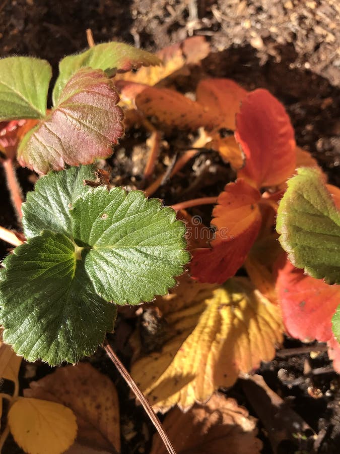 Cae Plantas de fresa a la luz del sol fotos de archivo libres de regalías Cae Plantas de fresa a la luz del sol fotos de archivo libres de regalías