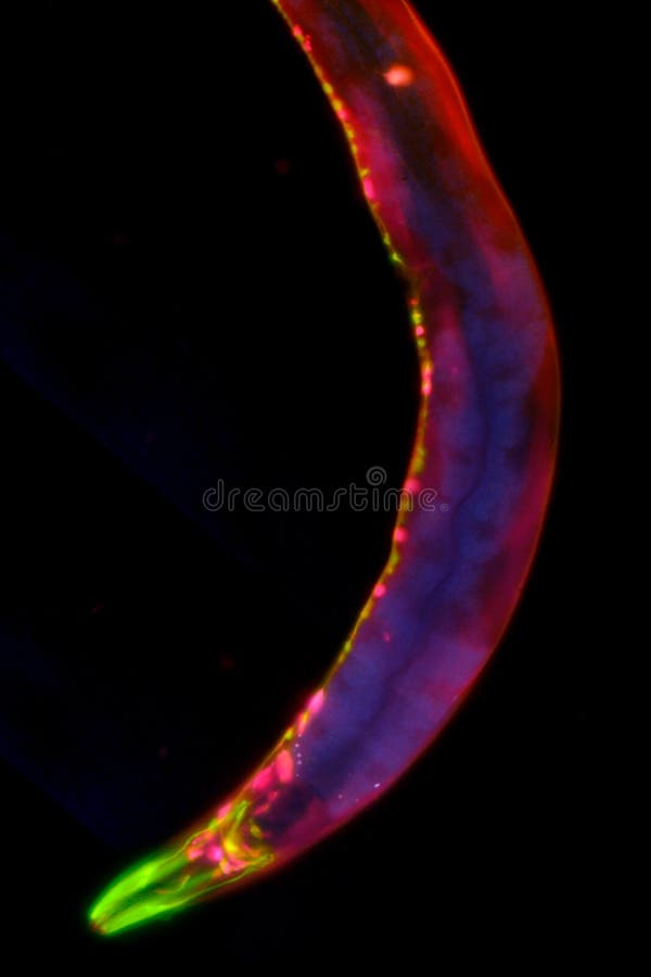 Caenorhabditis Elegans Stock Image Image Of Bacteria