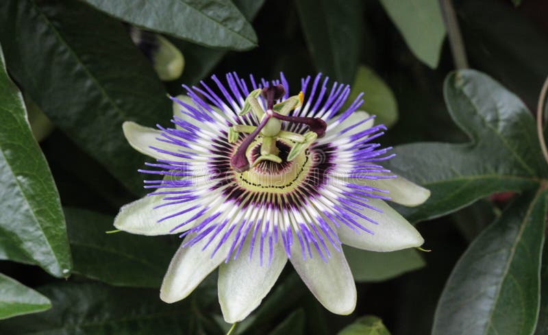 Caerulea de la pasionaria, la pasionaria azul, la pasionaria del bluecrown o flor común de la pasión, floreciendo en jardín imágenes de archivo libres de regalías Caerulea de la pasionaria, la pasionaria azul, la pasionaria del bluecrown o flor común de la pasión, floreciendo en jardín imágenes de archivo libres de regalías