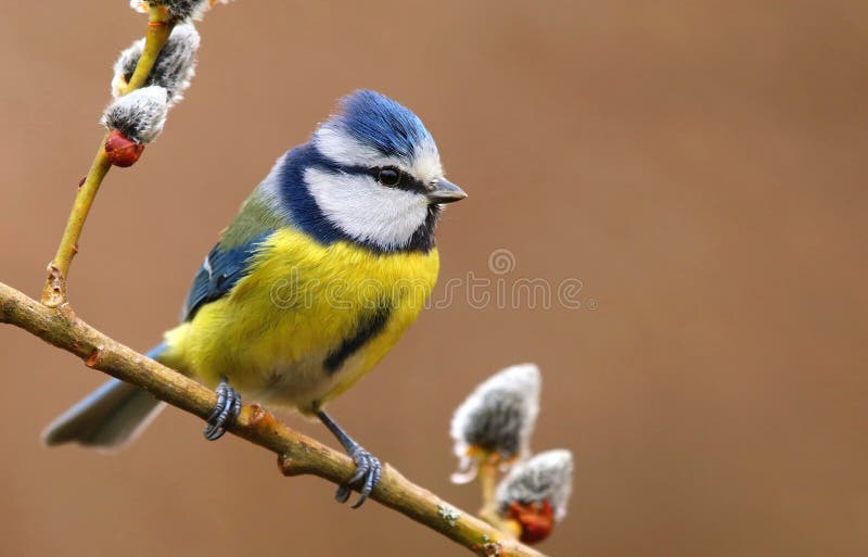 Caeruleus de Bluetit Cyanistes imagenes de archivo Caeruleus de Bluetit Cyanistes imagenes de archivo