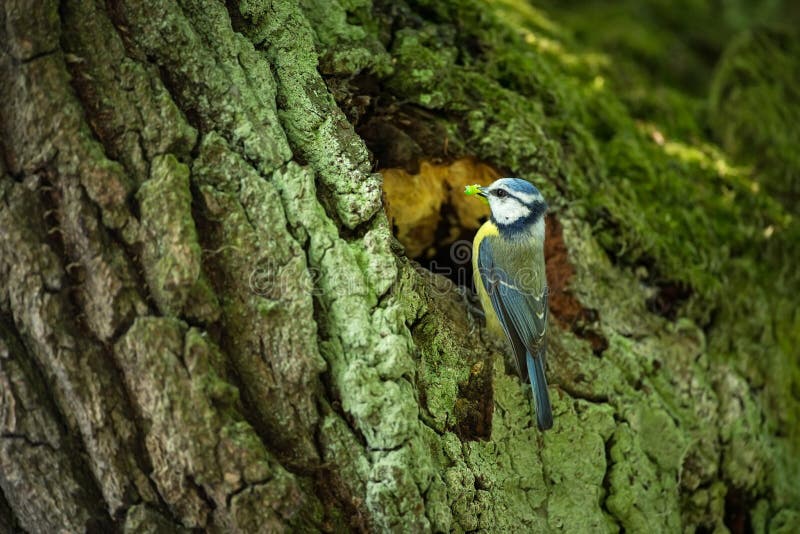 Caeruleus de Cyanistes fauna E Cuadro hermoso Naturaleza libre A partir de vida del pájaro Primavera Pájaro azul imagen de archivo Caeruleus de Cyanistes fauna E Cuadro hermoso Naturaleza libre A partir de vida del pájaro Primavera Pájaro azul imagen de archivo
