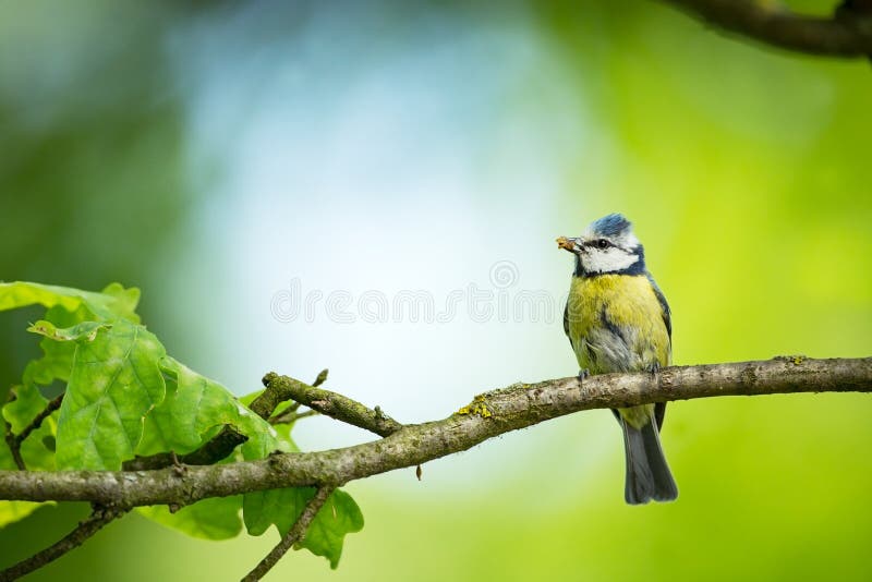 Caeruleus de Cyanistes fauna E Cuadro hermoso Naturaleza libre A partir de vida del pájaro Primavera Pájaro azul imagen de archivo Caeruleus de Cyanistes fauna E Cuadro hermoso Naturaleza libre A partir de vida del pájaro Primavera Pájaro azul imagen de archivo