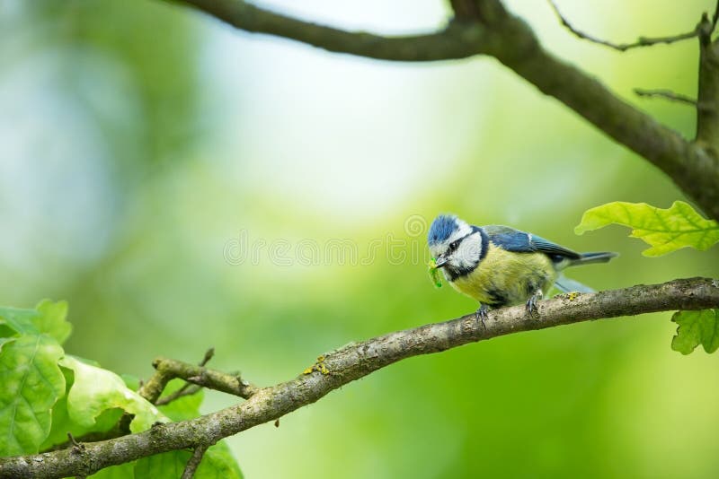 Caeruleus de Cyanistes fauna E Cuadro hermoso Naturaleza libre A partir de vida del pájaro Primavera Pájaro azul foto de archivo Caeruleus de Cyanistes fauna E Cuadro hermoso Naturaleza libre A partir de vida del pájaro Primavera Pájaro azul foto de archivo