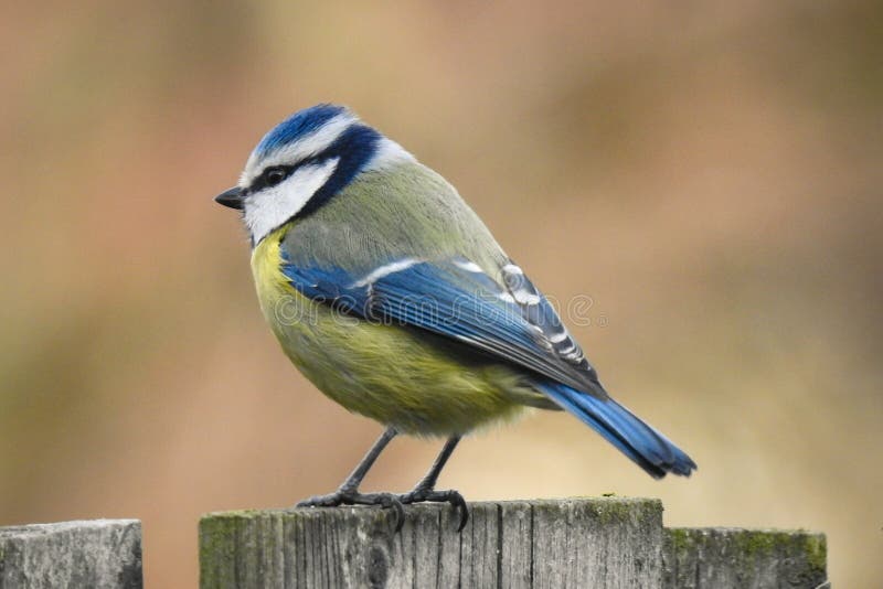 Caeruleus eurasiático de Cyanistes del tit azul que descansa sobre una cerca de madera foto de archivo Caeruleus eurasiático de Cyanistes del tit azul que descansa sobre una cerca de madera foto de archivo
