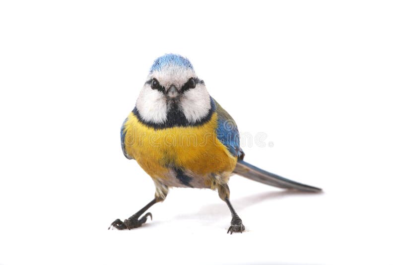 Caeruleus titmouse royalty free stock photo Caeruleus titmouse royalty free stock photo