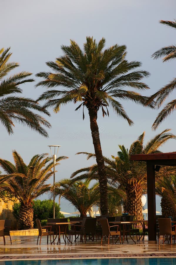 Cafe and palm after the rain