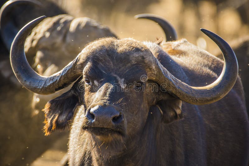 Caffer africain Syncerus de bisons, la peste noire. Parc national Kruger, En afrique du sud juillet 2019 : Le caffer africain Syncerus de bison en Afrique a appelé la peste noire